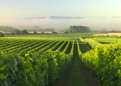 Vignoble Nyetimber