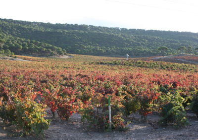 Bodegas VEGA SICILIA