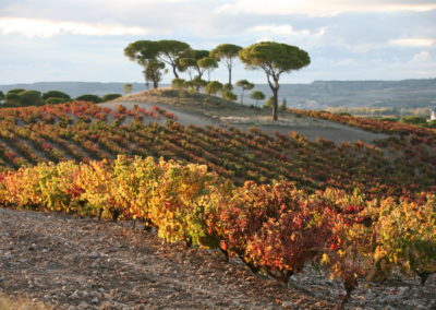 Bodegas VEGA SICILIA