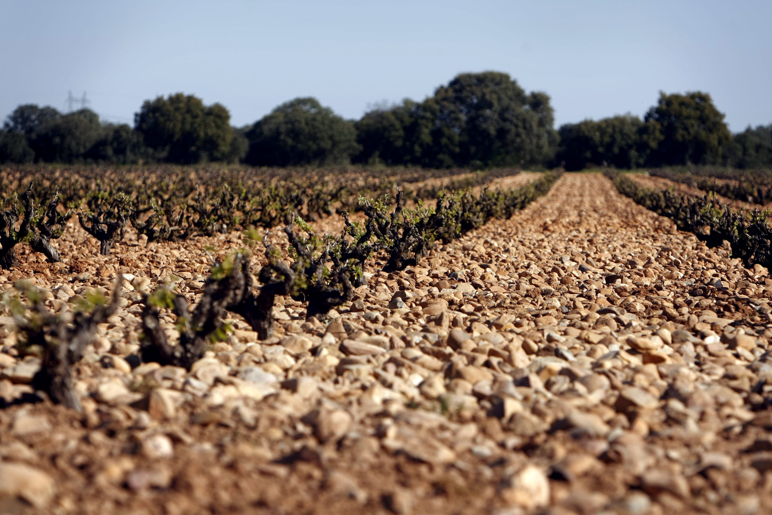 Bodega Vega Sicilia - Pintia