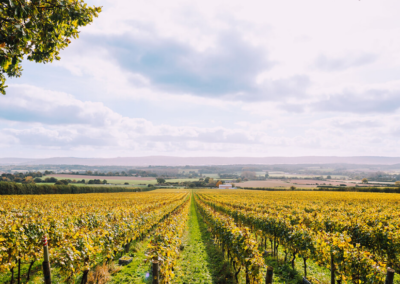 Vignoble Nyetimber