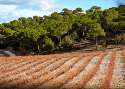 Tempos Vega Sicilia - Alión