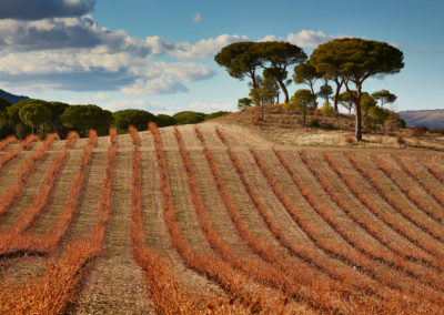 Tempos Vega Sicilia - Alión