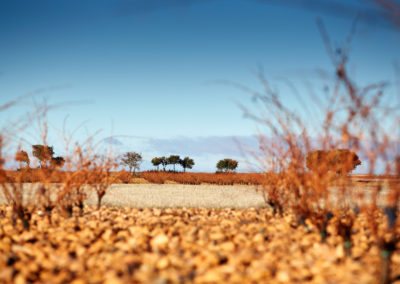 Bodega Vega Sicilia - Pintia