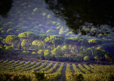 Bodegas VEGA SICILIA