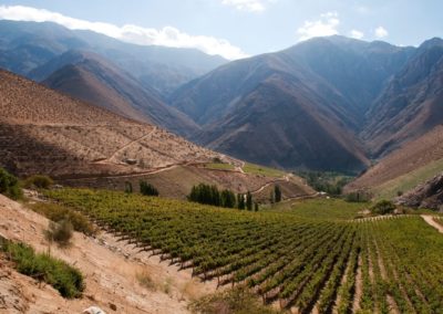 Viño De Martino, Chili